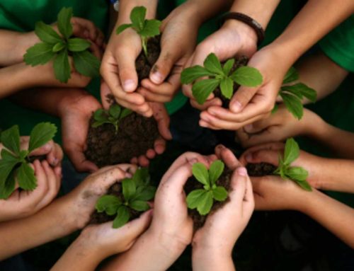 Conheça os benefícios do contato com a natureza